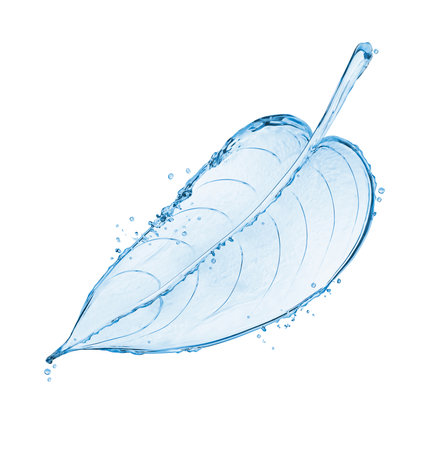 Tree leaf made of water splashes isolated on white backgroundの写真素材
