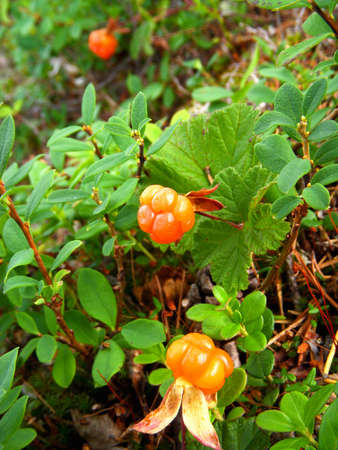 cloudberries grow in the wildの写真素材