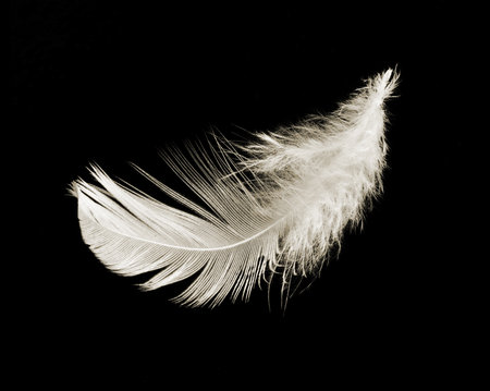 White delicate feather on black backgroundの写真素材