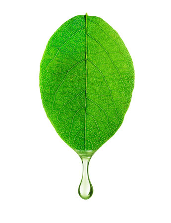A drop of water drips from a leaf close-up, isolated on white backgroundの写真素材