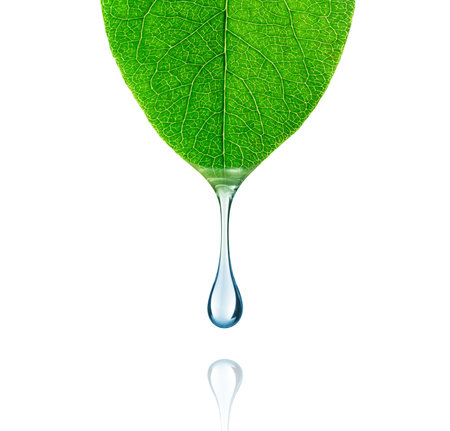 Drop of water drips from a leaf close-up on white backgroundの写真素材