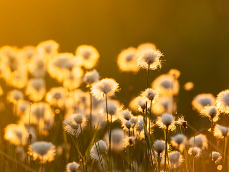 Cotton grass in the sunset light. Nature backgroundの写真素材