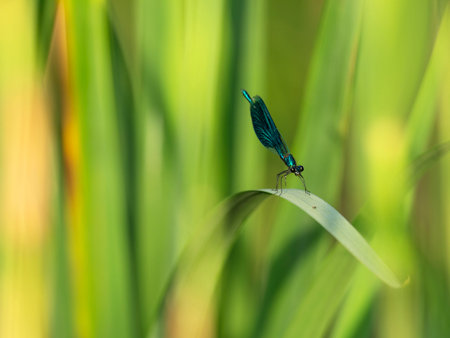 Unique dragonfly close-up sits on the stem. Nature background