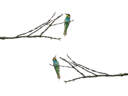 Bee-eaters sitting on a branch, isoalated on white backgroundの写真素材
