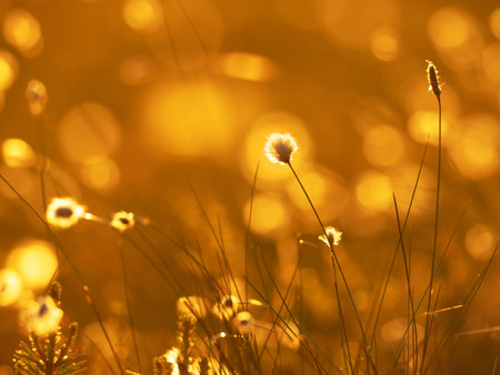 Cotton grass in the rays of sun on sunset. Nature backgroundの写真素材