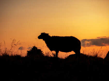 Silhouette of a sheep in a meadow at sunsetの写真素材