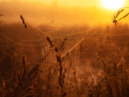 A spider web hangs on plants at sunriseの写真素材