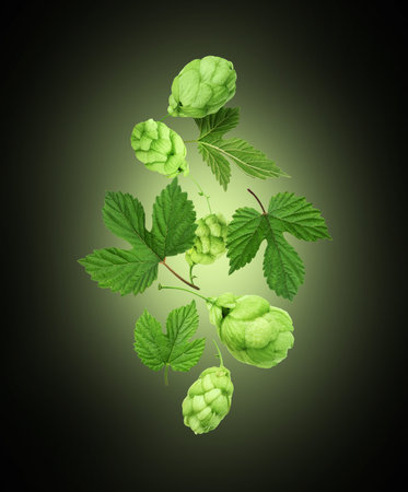 Fresh hop cones with leaves in the air on a black background
