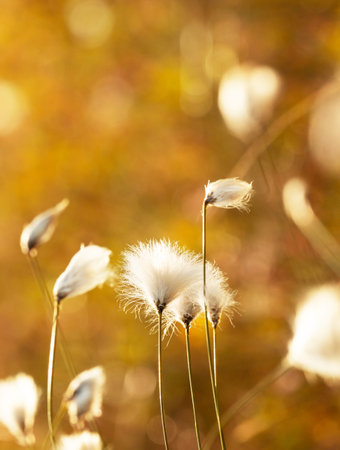 Gentle cotton grass growing in the swamp
