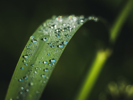 Fresh green leaves closeup with dew drops in the shadow. Nature backgroundの写真素材