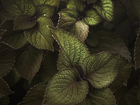Beautiful natural background of beautiful flower plants