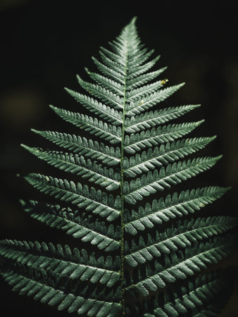 Beautiful fern leaf in the shade. Nature background