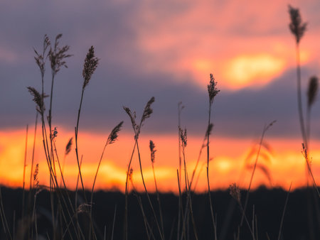 Silhouettes of reeds at beautiful sunset on a lakeの写真素材