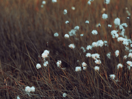 Cotton grass growing in the swamp