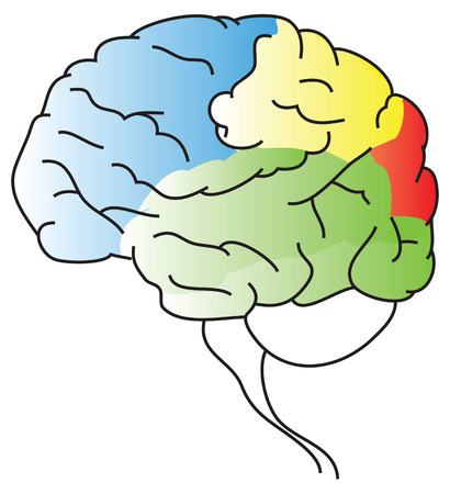 Human brain gyri grooves departments in different colorsのイラスト素材