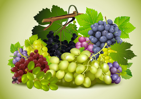 Natyurmord grapes. Varieties of grapes. Diversity grapes. Tasty grapes.のイラスト素材