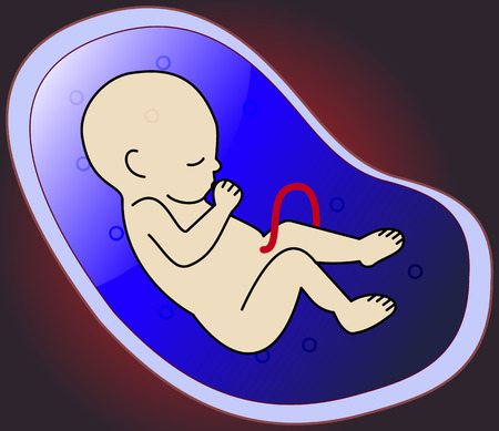 The embryo in the mothers womb, vector art illustration.のイラスト素材
