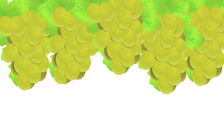 Grape white grape, vector art illustration.のイラスト素材