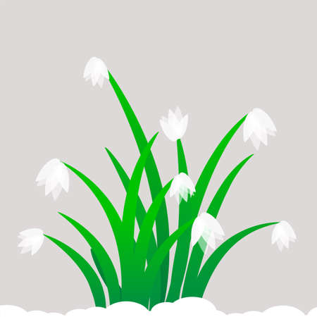 Snowdrop flowers on a spring day, vector art illustration.のイラスト素材