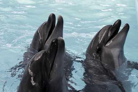 Dolphinsの写真素材