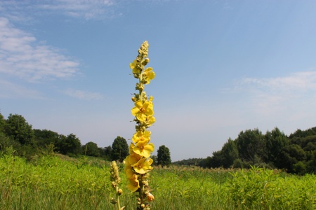 Sunny Dayの写真素材