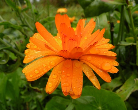 flower, summer, beautifulの写真素材