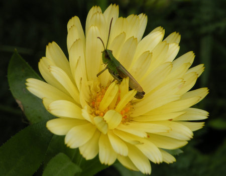 Wildlife and Animalsの写真素材