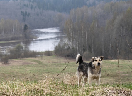 dog is man's best friendの写真素材