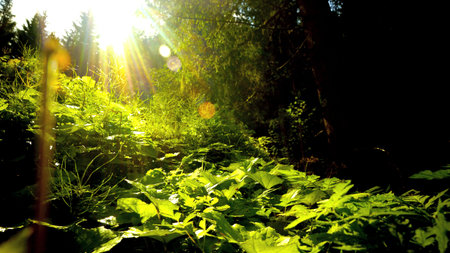 Baeume, Wiese, Blaetter, Moos Erde Boden Sonne Sommer Pilze