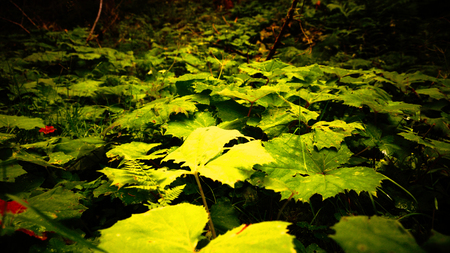 Baeume, Wiese, Blaetter, Moos Erde Boden Sonne Sommer Pilzeの写真素材