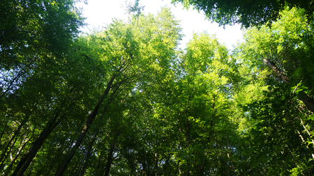 Baeume, Wiese, Blaetter, Moos Erde Boden Sonne Sommer Pilzeの写真素材
