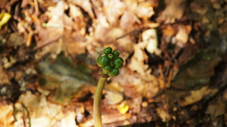 Wald, Baum, gruen spazieren wachsen jung frischの写真素材