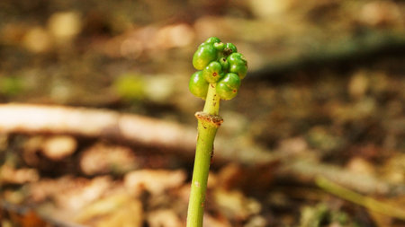 Wald, Baum, gruen spazieren wachsen jung frisch