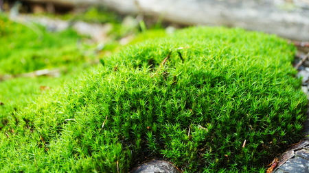 Gruen, Wiese, Baeume Gras Pilze Freiheit Hintergrundの写真素材