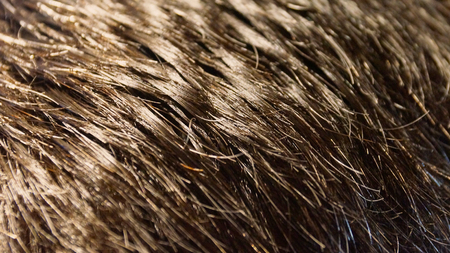 Mann, Haar, Kopf Mensch Nah Hintergrund schwarzの写真素材
