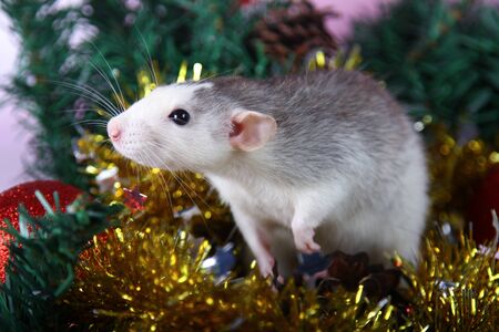Cute gray domestic rat in hat in a New Year's decor. Symbol of the year 2020 is a rat.の写真素材