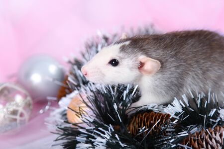 Cute gray rat in New Year's toys. 2020 year of the ratの写真素材