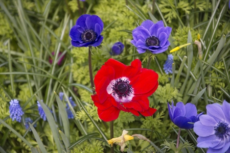 Common red poppy flowerの写真素材