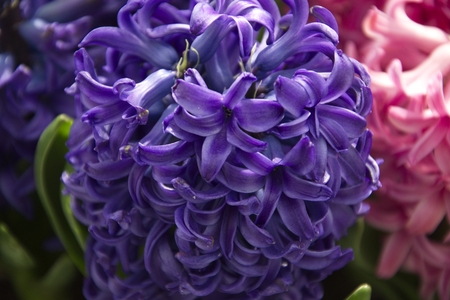 Closeup of hyacinth bulbsの写真素材