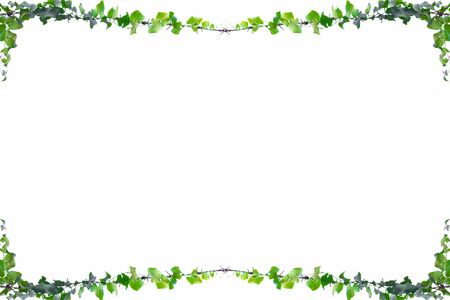 ivy vine on wire background whiteの写真素材