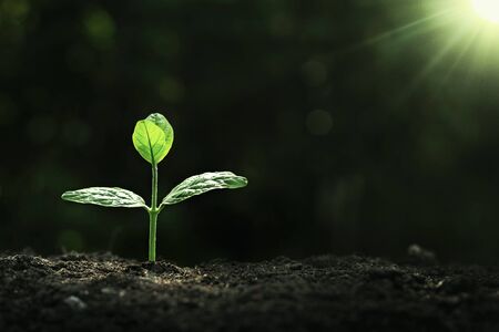 Plant growth on the soilの写真素材