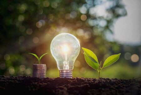 Energy saving light bulb and tree growing on stacks of coins on nature background. Saving, accounting and financial conceptの写真素材