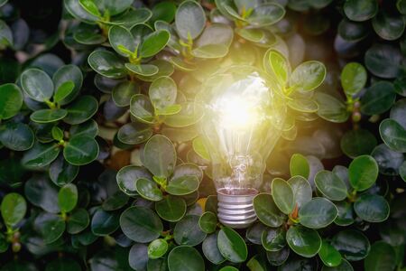 Light bulb with light on the leaves Energy saving conceptの写真素材