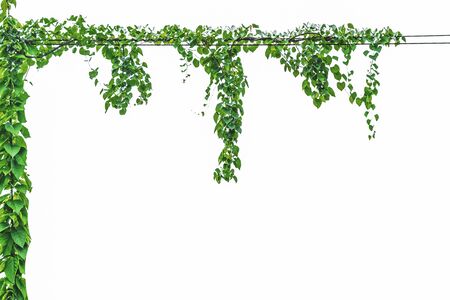 Vine on a pole on a white backgroundの写真素材
