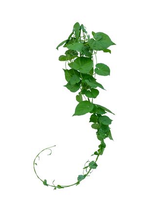 Vine with green leaves, heart shaped, twisted separately on a white backgroundの写真素材
