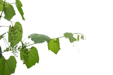 ivy. on poles on white backgroundの写真素材