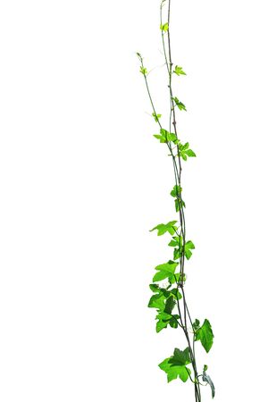 ivy vine on wire background whiteの写真素材