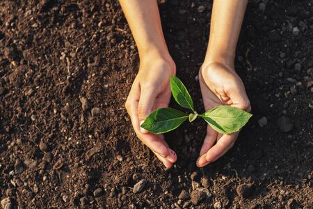 Caring for small green trees in handの写真素材