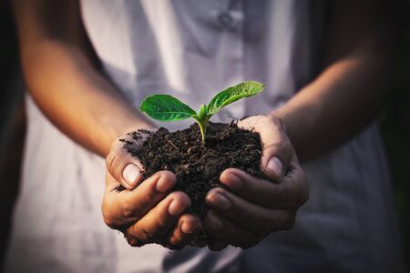Caring for small green trees in handの写真素材
