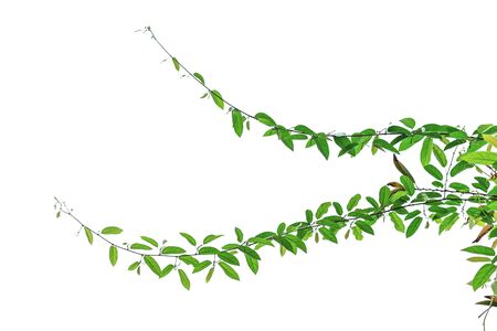 The vine with green leaves twisted separately on a white background.の写真素材